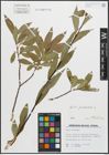 Foto von Salix pentandra L.